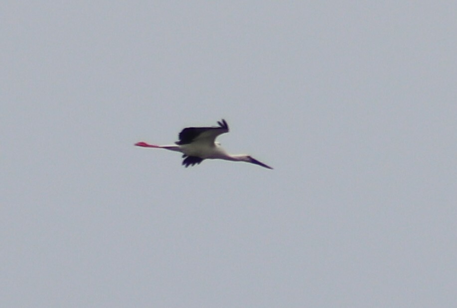 Oriental Stork