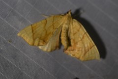 Eulithis gracilineata