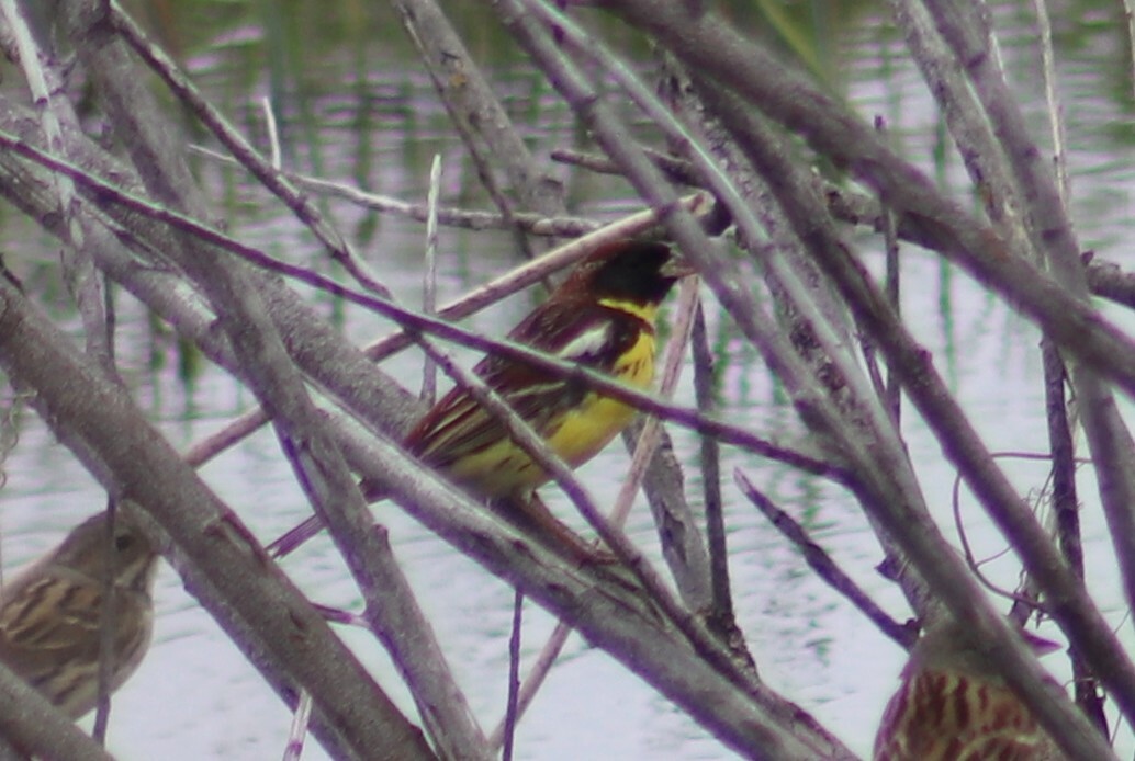 Yellow-breasted Bunting