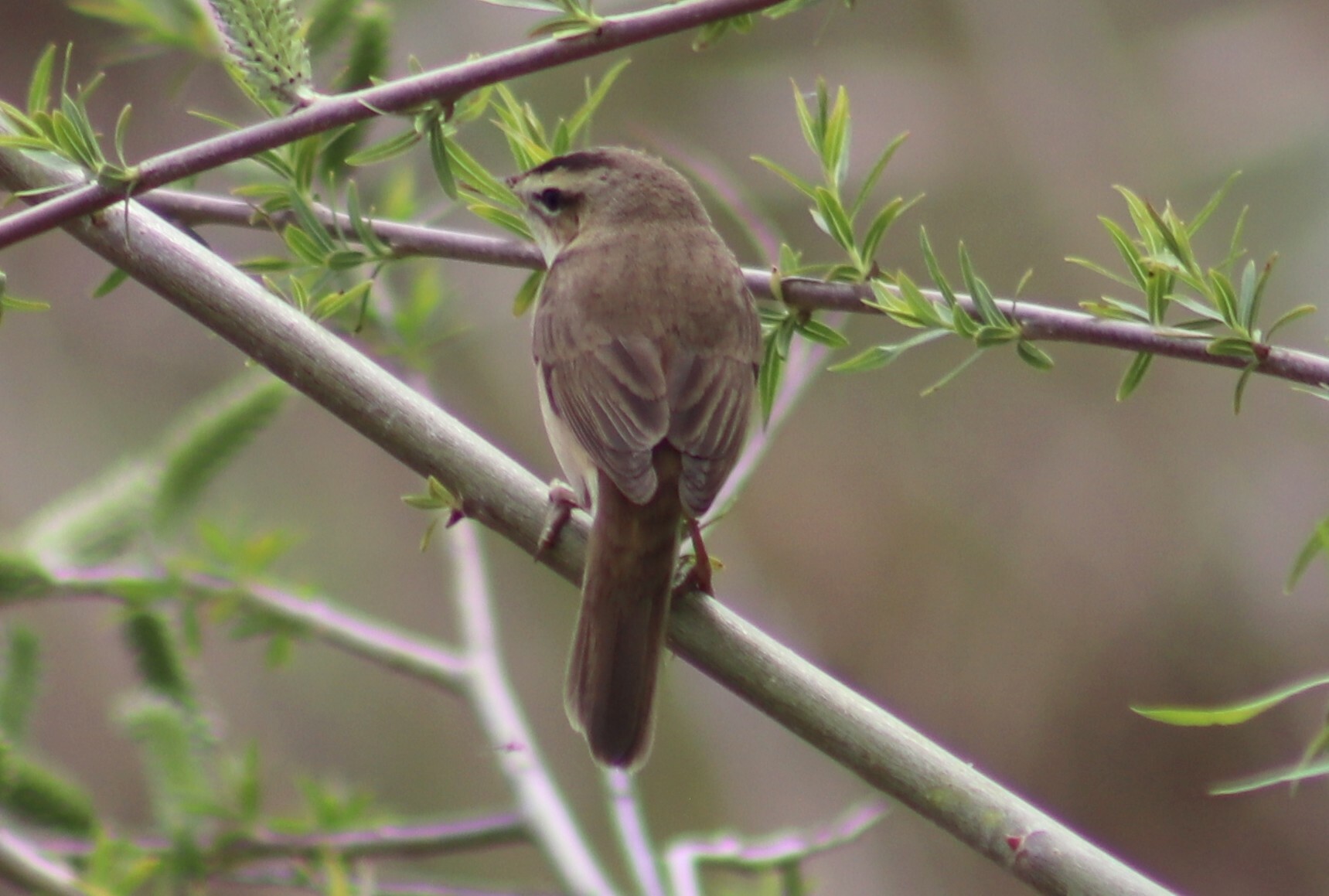 Black-browed Reed Warbler