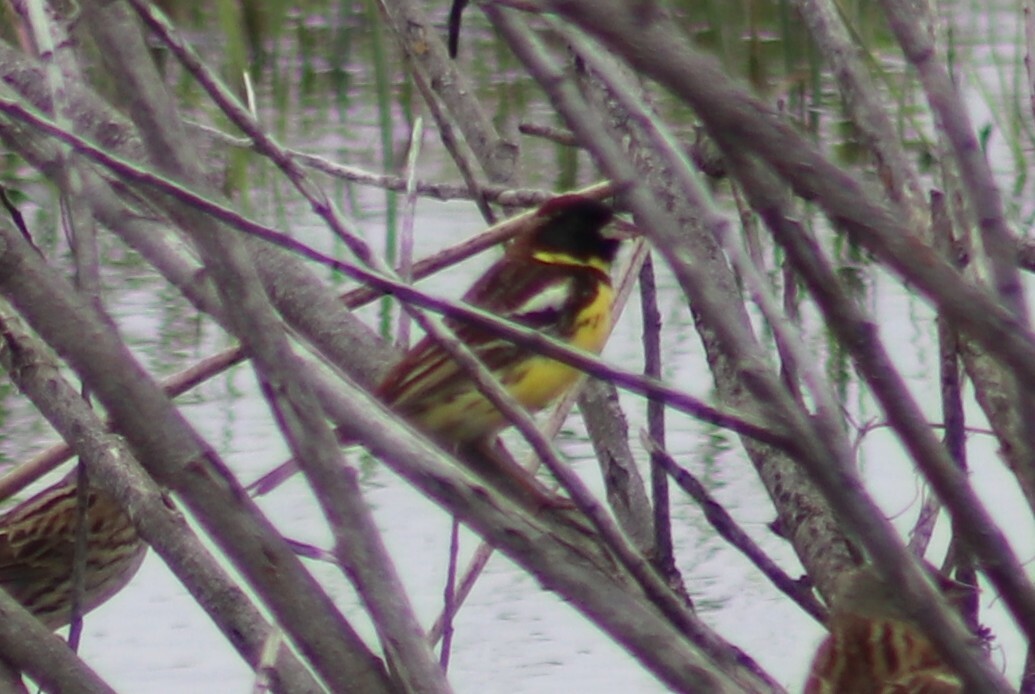 Yellow-breasted Bunting