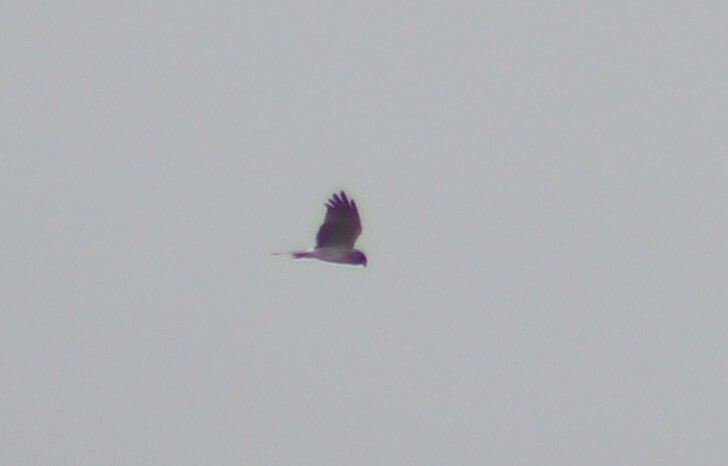 Eastern Marsh Harrier