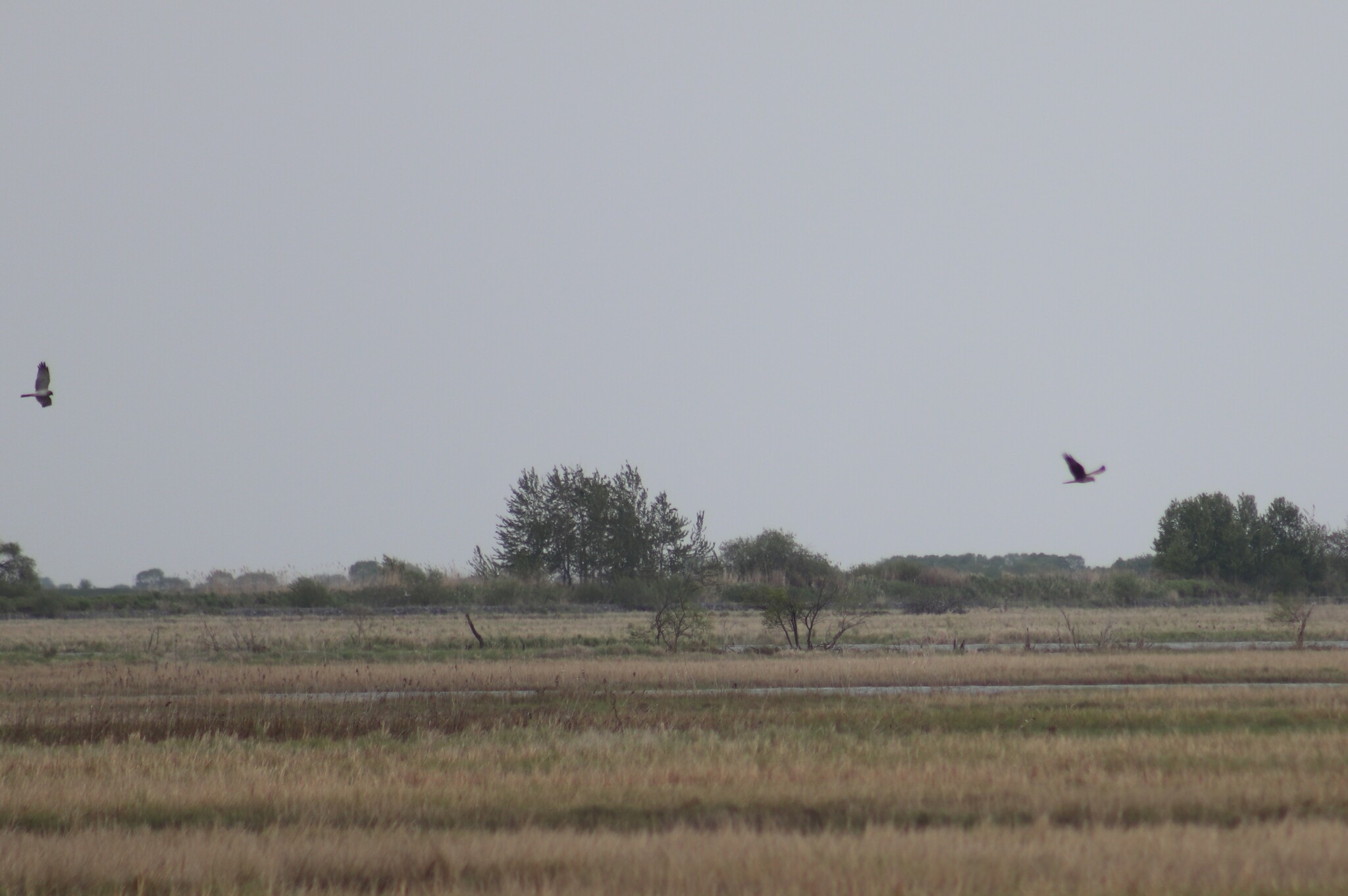 Eastern Marsh Harrier