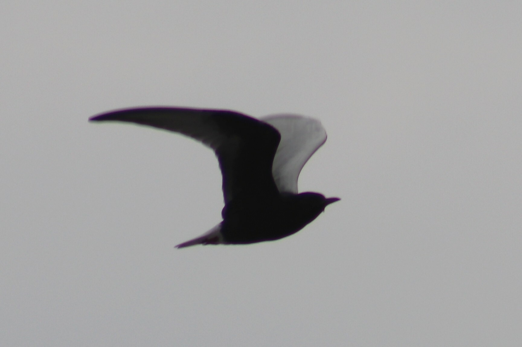 White-winged Tern