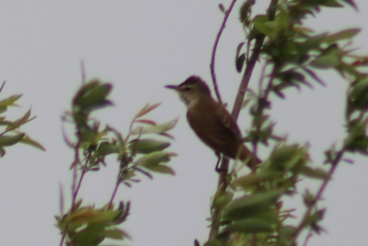 Oriental Reed Warbler