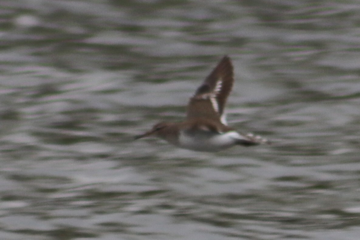 Common Sandpiper