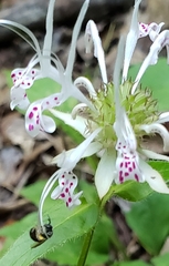 Monarda russeliana