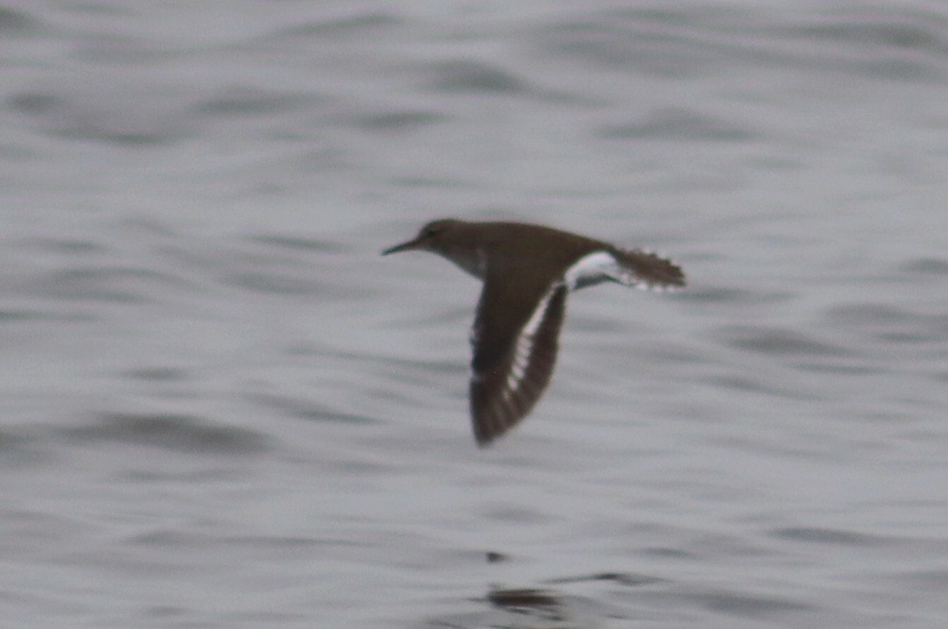 Common Sandpiper