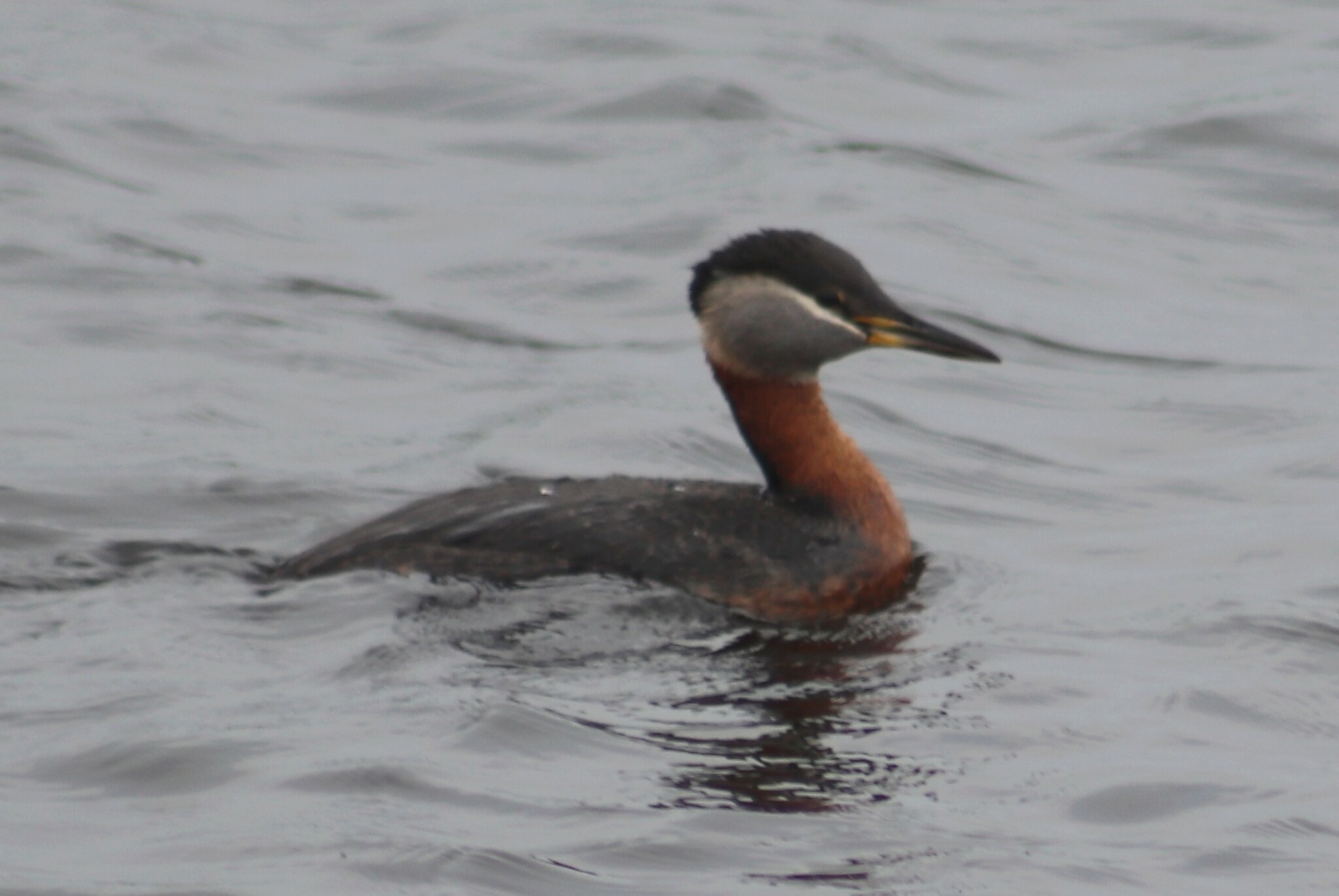 Red-necked Grebe