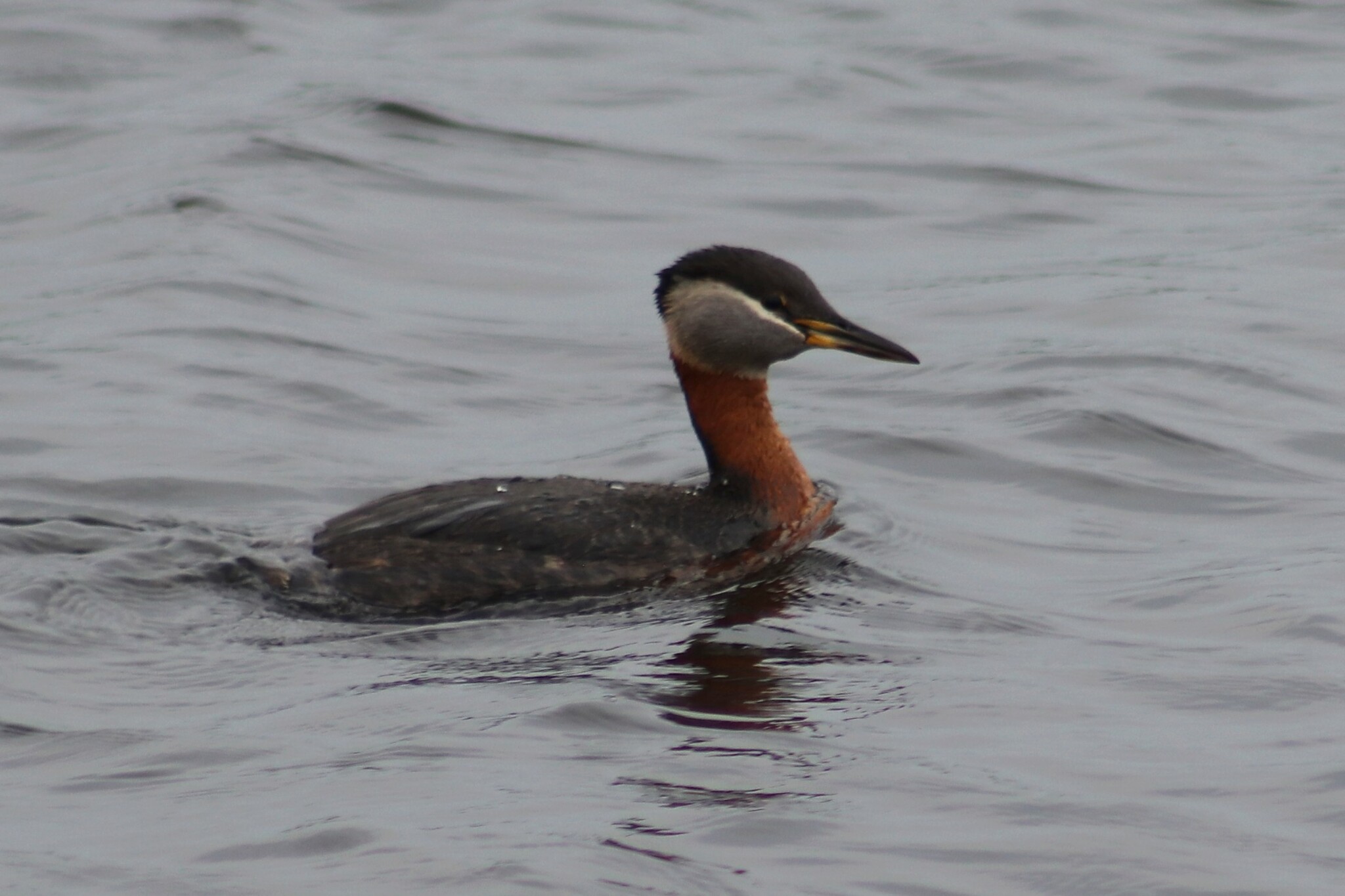 Red-necked Grebe