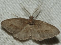 Hypomecis pallidiscaria