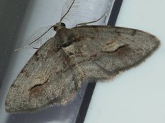 Hypomecis pallidiscaria