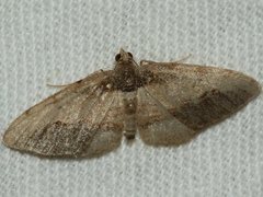 Hypomecis pallidiscaria