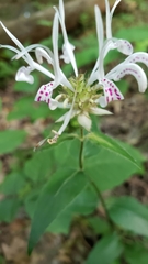 Monarda russeliana