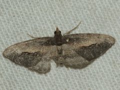 Hypomecis pallidiscaria