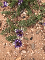 Astragalus lindheimeri