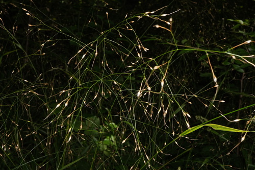 Achnatherum virescens, photograph 5