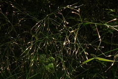 Patrick Hacker, CC BY, iNaturalist via GBIF Achnatherum virescens, photograph Patrick Hacker, CC BY, iNaturalist via GBIF