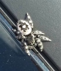 Phidippus audax