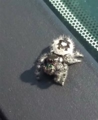 Phidippus audax