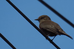 Pyrocephalus rubinus obscurus