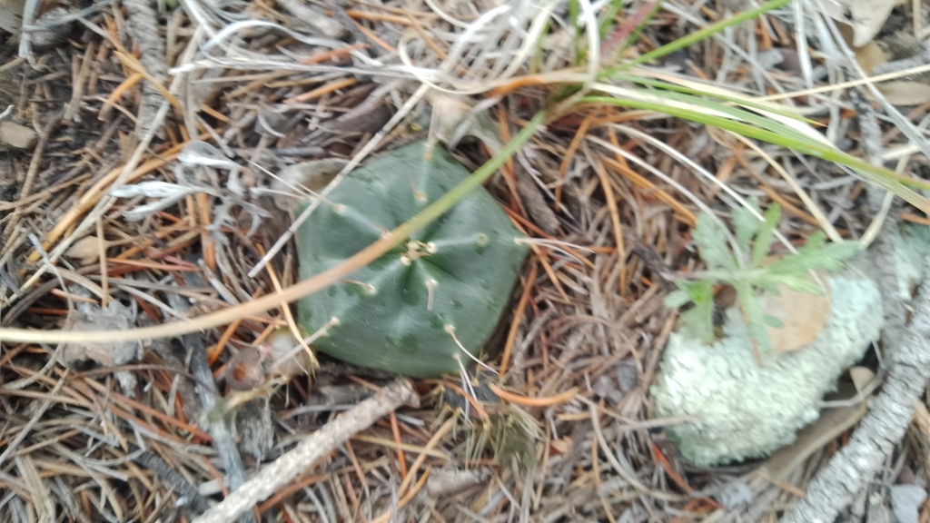 Echinocereus knippelianus, Coahuila, MX
