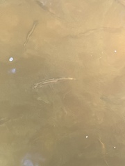 Waccamaw Silverside photo 4