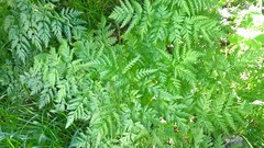 Anthriscus sylvestris