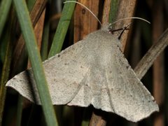 Oenochroma subustaria