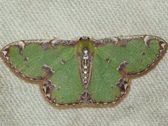 Eucyclodes buprestaria