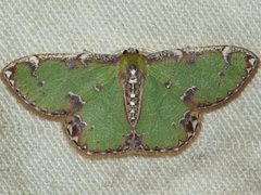 Eucyclodes buprestaria