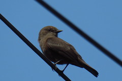 Pyrocephalus rubinus obscurus