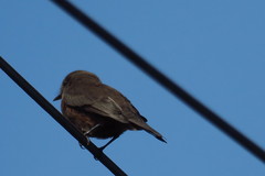 Pyrocephalus rubinus obscurus