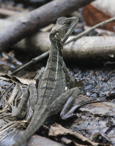 Common Basilisk, photo 5 of 10