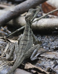 Common Basilisk photo 5