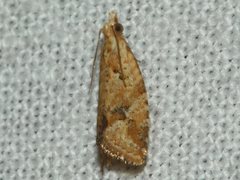 Euphona euphona