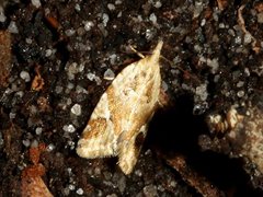 Euphona euphona