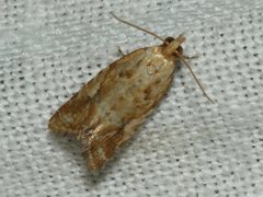 Euphona euphona