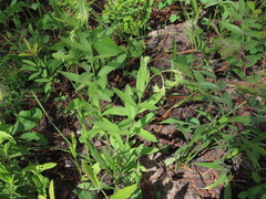 Lithospermum virginianum