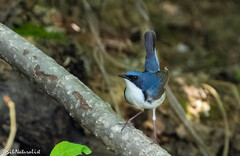 Siberian Blue Robin photo 4