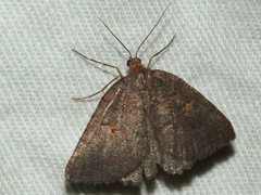 Apodasmia rufonigraria