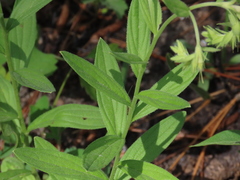 Lithospermum virginianum