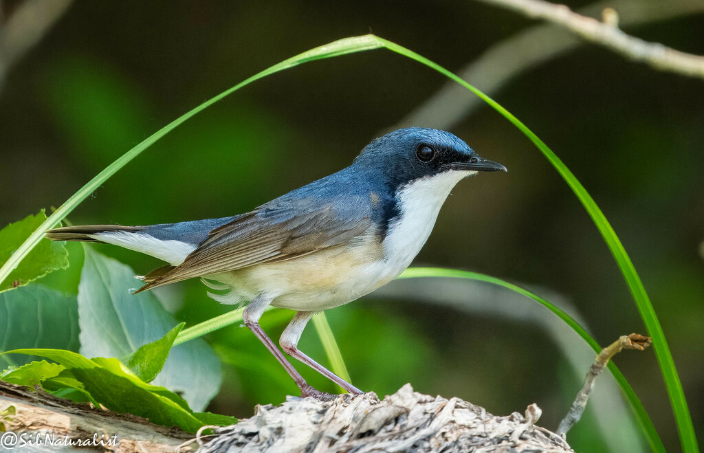 Siberian Blue Robin photo