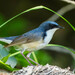 Siberian Blue Robin - Photo (c) Leonid, some rights reserved (CC BY-NC), uploaded by Leonid