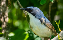 Siberian Blue Robin photo 3