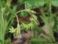 Lithospermum virginianum