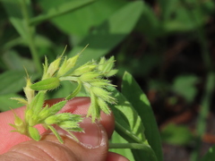 Lithospermum virginianum