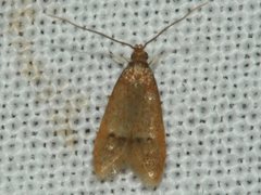 Pholeutis neolecta