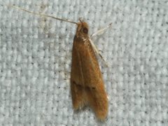 Pholeutis neolecta
