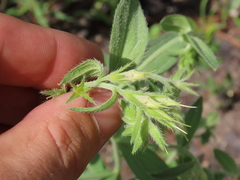 Lithospermum virginianum